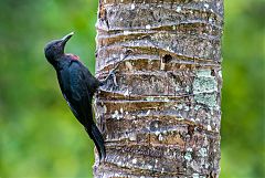 Guadeloupe Woodpecker